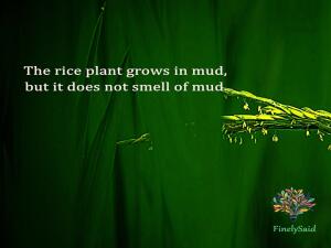 Image for : The rice plant grows in mud, but it does not smell of mud.